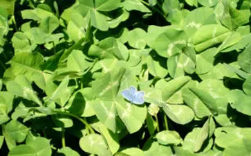 開一家綠色干洗店利潤大嗎？